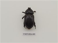 藏品(椰子犀角金龜)的圖片